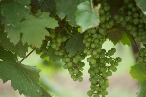 Grapes on the vine ~ ready to be picked Grapes on the vine ~ ready to be picked