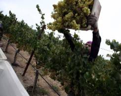 Harvest ~ JustinSullivan/GettyImages Harvest ~ JustinSullivan/Getty Images
