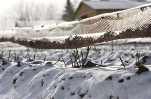 Iced Vineyard [image via David Boily|AFP|Getty Images]