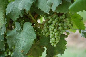 A little love from the Earth...in every drop :)