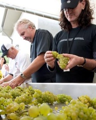 Geddy sortin' da grapes @ Tawse Winery, Grimsby ON ~ image via John Gundy Geddy sortin' da grapes @ Tawse Winery, Grimsby ON ~ image via John Gundy