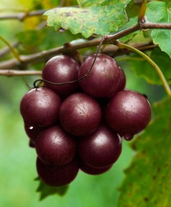 Muscadine Grapes Image via drlindseyduncun