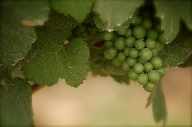 Baby Berries Baby Berries