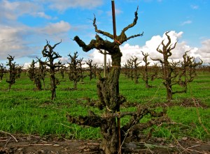 Old Vine, Head-Trained Zin (Image via Lodiwine)
