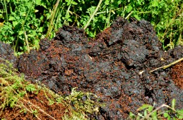 Using composted grape skins, seeds and stems