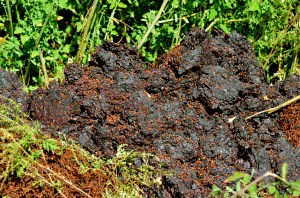 Using composted grape skins, seeds and stems